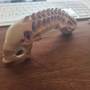 Xenomorph Mini Skull: Trophy Curiosity - Painted
